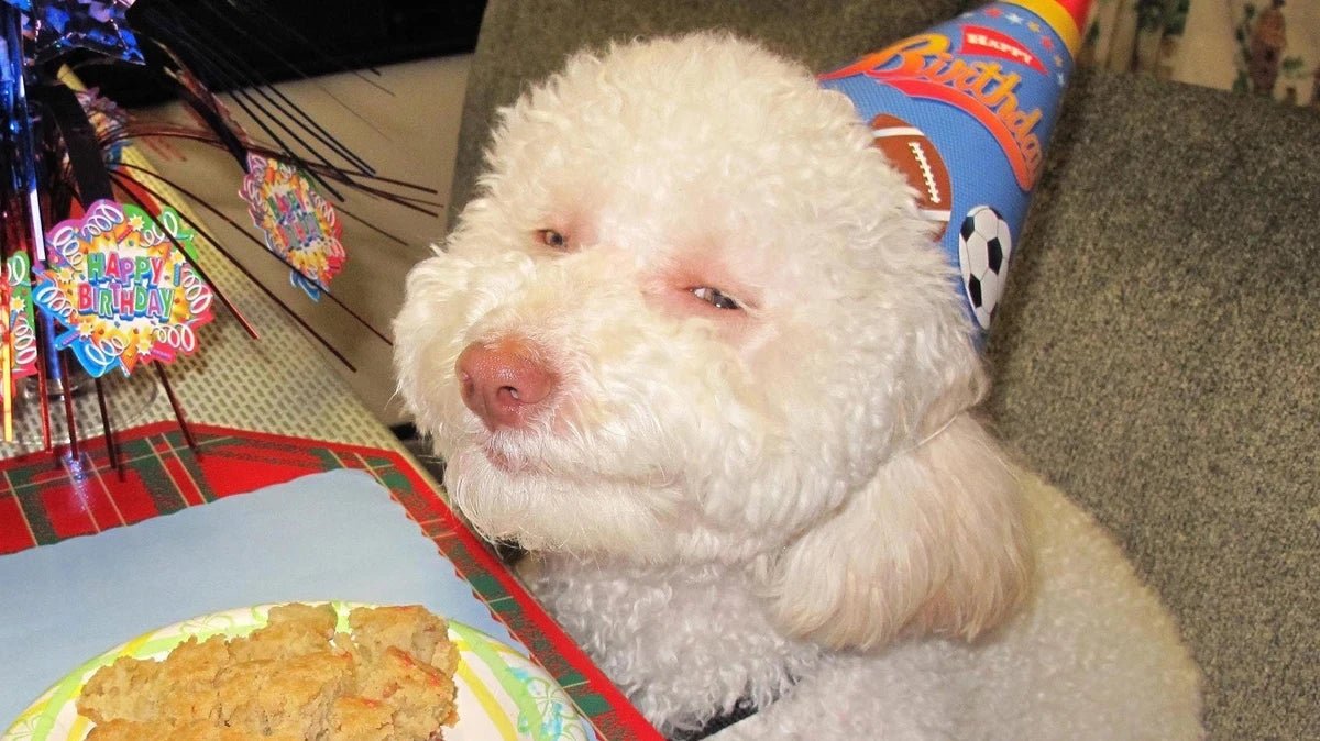 CBD oil vs treats: Which is better for your furry friend? - Oil Slick