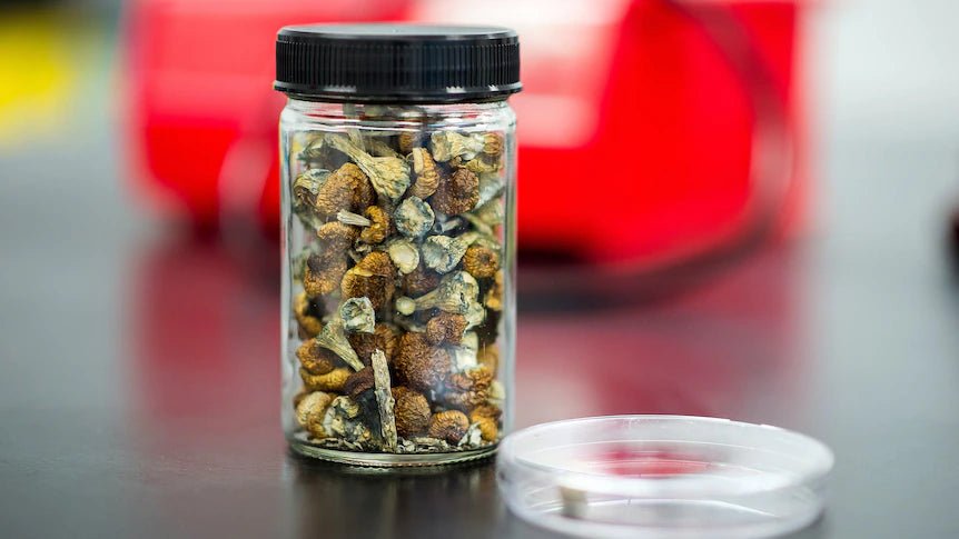 Unlocking the Potential of Magic Mushrooms In The Cannabis Era - Oil Slick