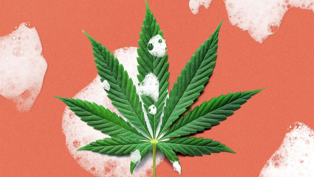 You Won’t Believe What’s on Your Weed - The Dirty Secret of Disposable Gloves - Oil Slick